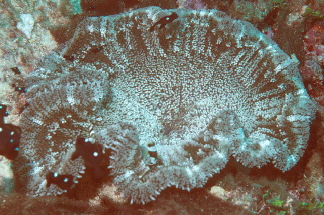 Stichodactyla haddoni